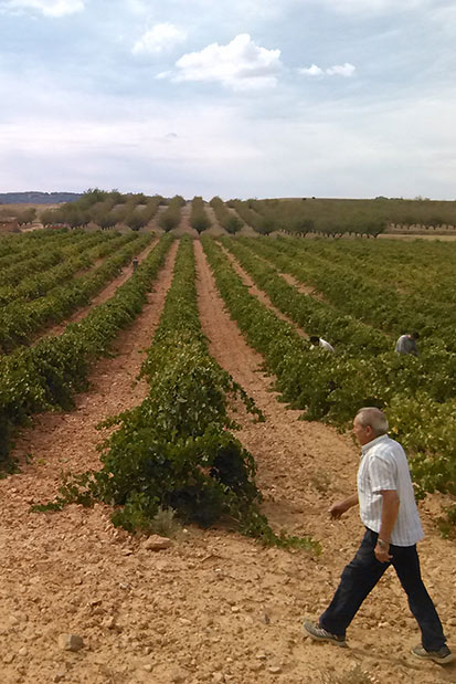 Viñedo El Pago de las Covatillas de Colás Viticultores